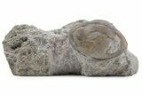 Bargain, Enrolled Nileus Armadillo Trilobite - Russia #363240-1